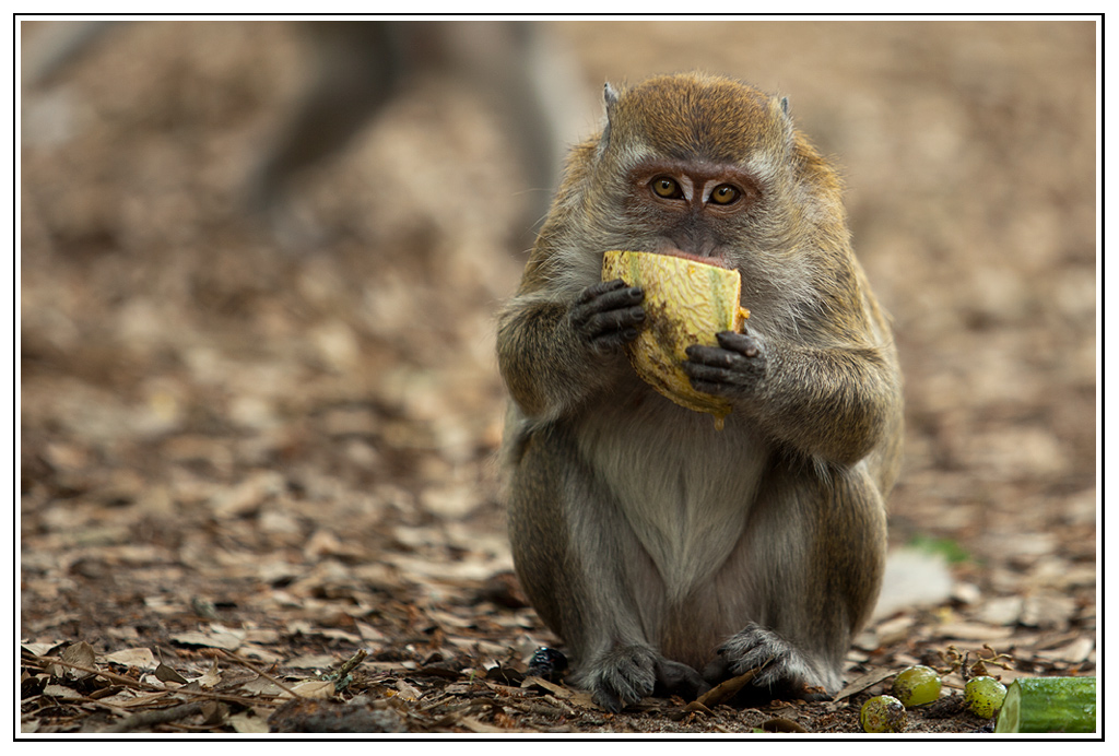 macaque (8).jpg - Le nez dans le melon